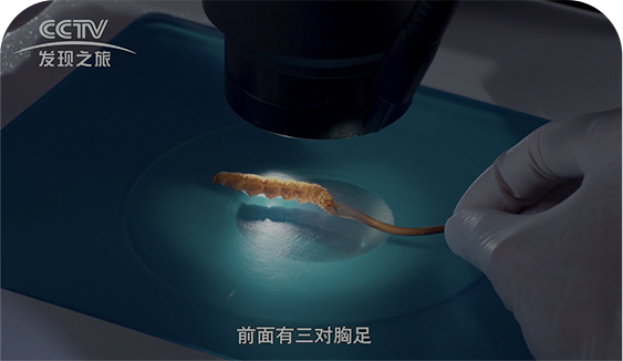 CCTV发现之旅《阳光下的鲜草》专题报道